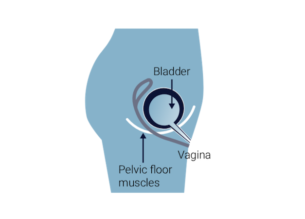 Pelvic floor